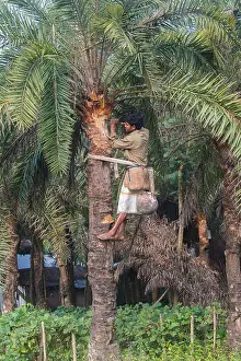 Extract Prints: Man climbing Date Palms or Khejur (Phoenix sylvestris) tree for toddy