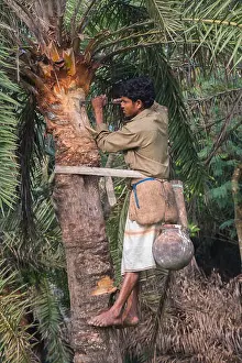 Extract Prints: Man climbing Date Palms or Khejur (Phoenix sylvestris) tree for toddy