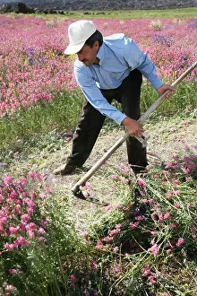 Silage Prints: A man cutting plants with a scythe near Van, a town in North East Turkey