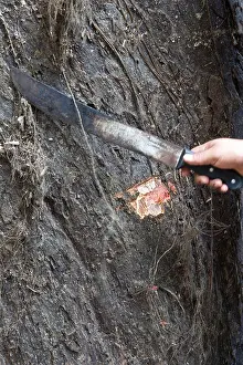 Wound Prints: Man cutting into the trunk of the tree with machete Iwokrama Rainforest Guiana Shield Guyana South America October