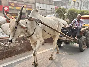 Lively Prints: Man driving a cart pulled by an ox on a busy street, Delhi, India