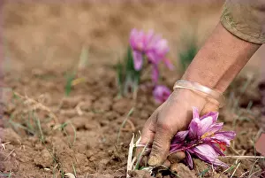 Dinodia Prints: Man plucking saffron flowers from saffron field ; Pampore ; Saffron Town of Kashmir ; Pampur ; Srinagar ; Kashmir ;