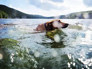 Rowing Boat Prints: Man rowing boat with dog at lake