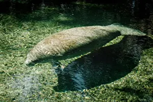 Springs Prints: Manatee floating through the water at Blue Springs State Park, Florida