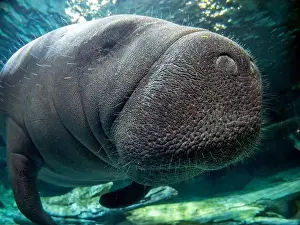 Manatee Prints: manatee underwater looking at you close up