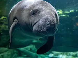 Manatee Prints: manatee underwater looking at you close up