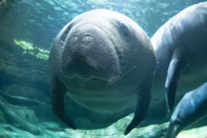Manatee Prints: manatee underwater looking at you close up