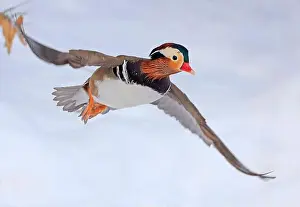 Laval Prints: Mandarin duck flying in winter, Quebec, Canada
