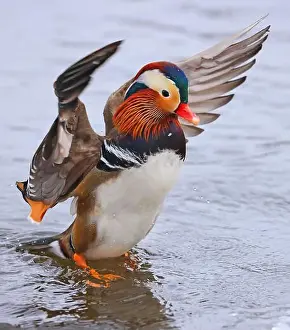 Laval Prints: Mandarin duck portrait in winter with nice reflections
