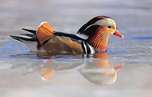 Laval Prints: Mandarin duck portrait in winter with nice reflections
