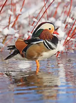 Laval Prints: Mandarin duck portrait in winter with nice reflections