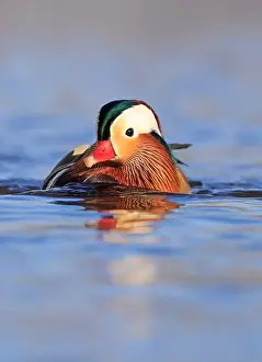Laval Prints: Mandarin duck portrait in winter with nice reflections