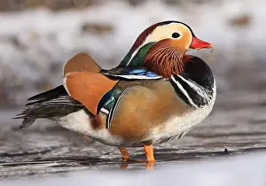 Laval Prints: Mandarin duck portrait in winter, Quebec, Canada