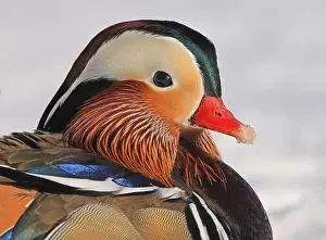 Laval Prints: Mandarin duck portrait in winter, Quebec, Canada