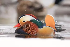 Laval Prints: Mandarin duck portrait in winter, Quebec, Canada