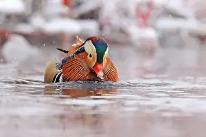 Laval Prints: Mandarin duck portrait in winter, Quebec, Canada