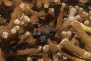 Palawan Prints: Mandarin fish swim in the Sea of the Philippines