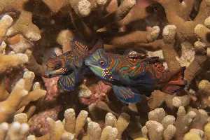 Palawan Prints: Mandarin fish swim in the Sea of the Philippines