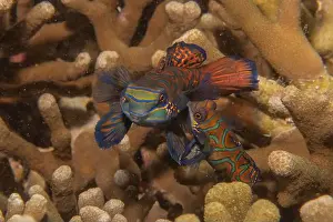 Palawan Prints: Mandarin fish swim in the Sea of the Philippines