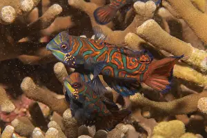 Palawan Prints: Mandarin fish swim in the Sea of the Philippines