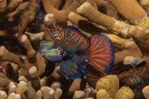 Palawan Prints: Mandarin fish swim in the Sea of the Philippines
