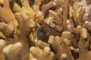 Palawan Prints: Mandarin fish swim in the Sea of the Philippines