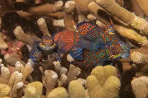 Palawan Prints: Mandarin fish swim in the Sea of the Philippines