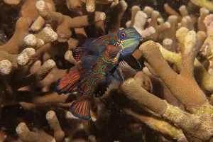 Palawan Prints: Mandarin fish swim in the Sea of the Philippines