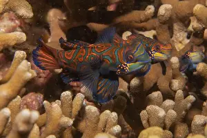 Palawan Prints: Mandarin fish swim in the Sea of the Philippines