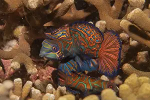 Palawan Prints: Mandarin fish swim in the Sea of the Philippines
