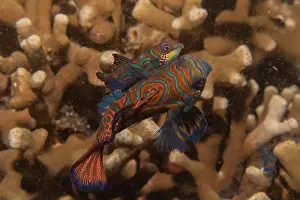 Palawan Prints: Mandarin fish swim in the Sea of the Philippines