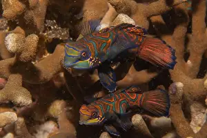 Palawan Prints: Mandarin fish swim in the Sea of the Philippines