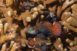 Palawan Prints: Mandarin fish swim in the Sea of the Philippines
