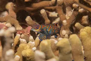 Palawan Prints: Mandarin fish swim in the Sea of the Philippines