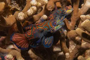 Palawan Prints: Mandarin fish swim in the Sea of the Philippines