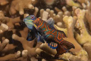 Palawan Prints: Mandarin fish swim in the Sea of the Philippines