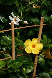 Garden Plant Prints: Mandevilla sanderi