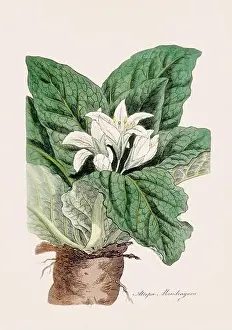 Ferns Prints: Mandrake. Botanical Illustration: Antique Medical Botanical Artwork from a 19th-century Botany Book Plate