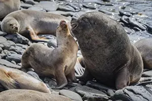 Old Animal Prints: Maned seals (Otaria flavescens) showing readiness to mate