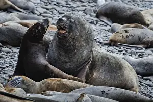 South Atlantic Prints: Maned seals (Otaria flavescens) showing readiness to mate