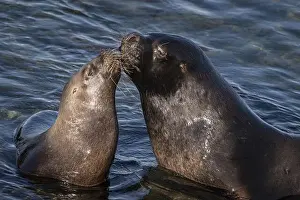South Atlantic Prints: Maned seals (Otaria flavescens) showing readiness to mate