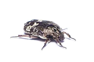 Compound Eyes Prints: Mango flower beetle (Protaetia acuminata) isolated on white background
