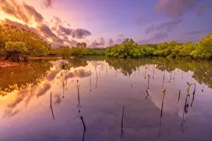 Wetlands Prints: Mangrove forest at the coast of Mombassa in Kenia at sunset