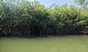 Mangrove Prints: A Mangrove forest in Guerrero, Mexico with space for text