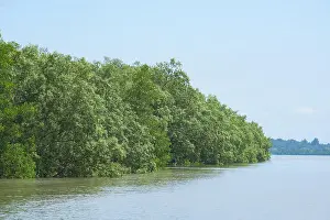 Mangrove Prints: Mangrove forest on Kadan Kyun, the largest island in the Mergui Archipelago in the Tanintharyi Region