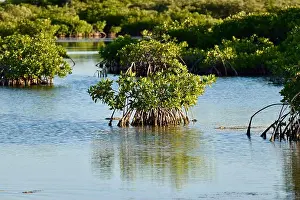 Mangrove Prints: The mangrove and lagoon of San Pedro, Ambergris Caye, Belize