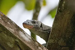 Raja Ampat Prints: Mangrove monitor or Western Pacific Monitor Lizard