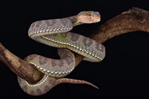Pitviper Prints: The Mangrove pit viper (Trimeresurus purpureomaculatus)