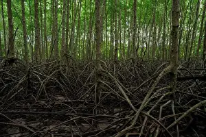 Mangrove Prints: Mangrove root system in lush wetland forest
