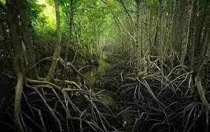 Mangrove Prints: Mangrove root network in swamp forest